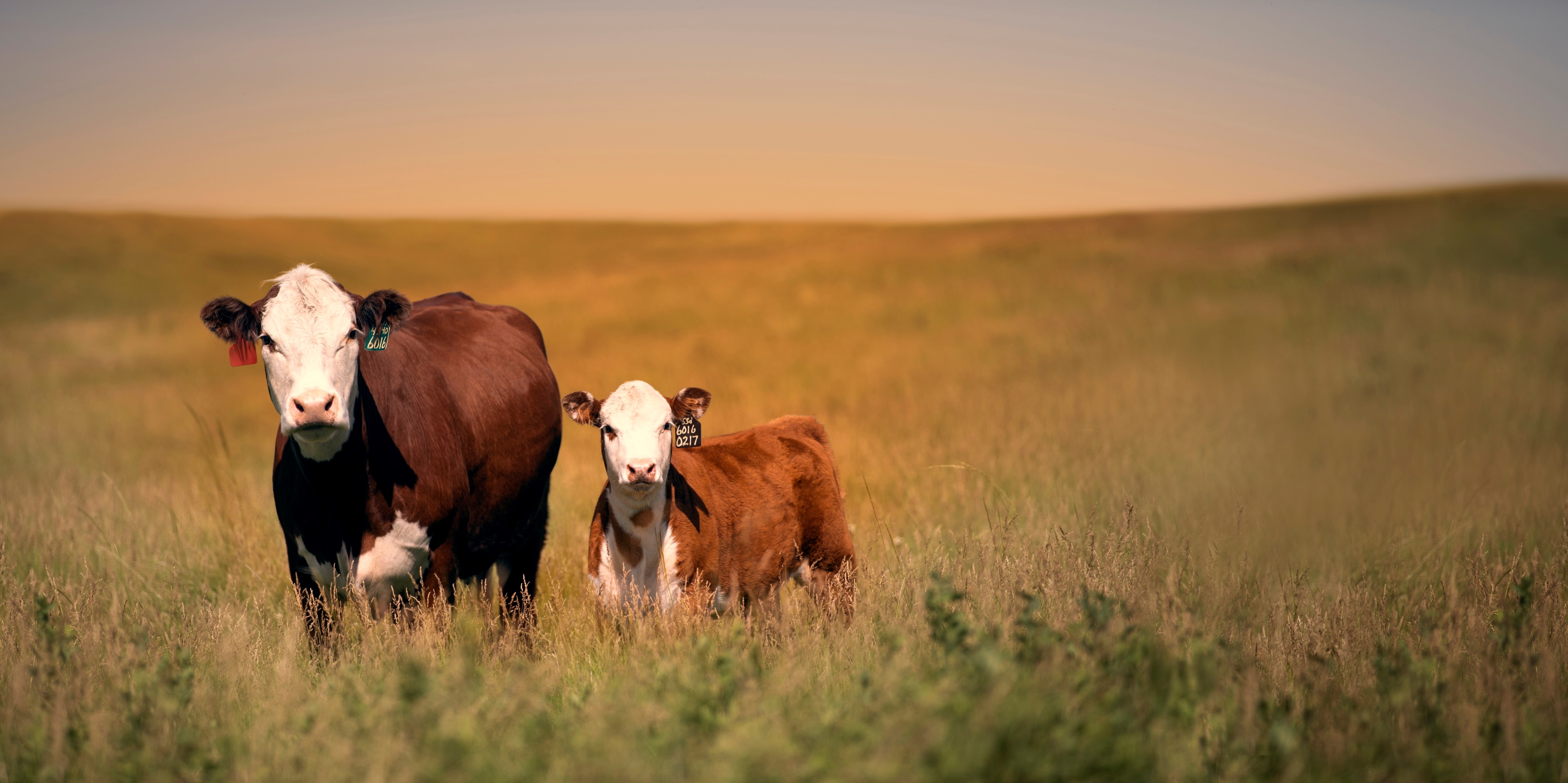 Effective Parasite Management In Beef Calves Bovine Veterinarian